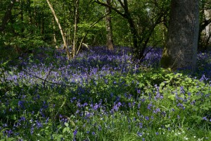 Bluebell