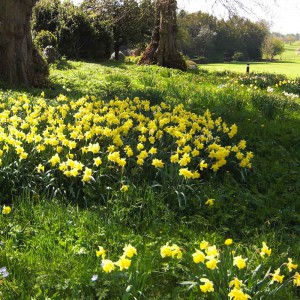 Daffodils