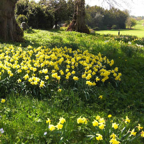 Daffodils-at-Sherbourne