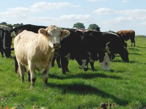 Moreton cows