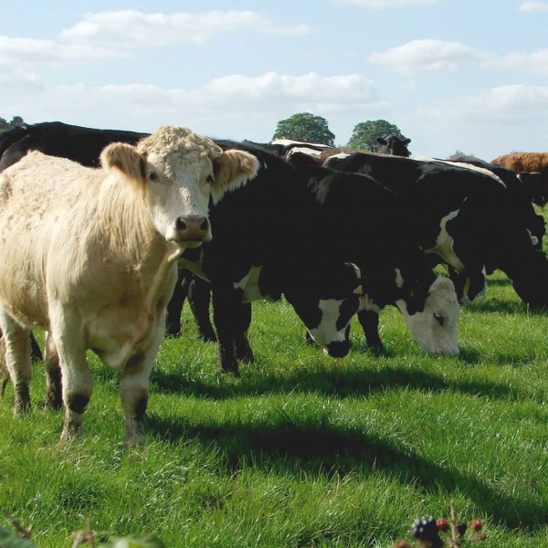 Moreton cows