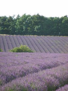 Snowshill-lavender