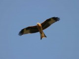 Red Kite