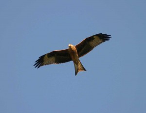 Red Kite