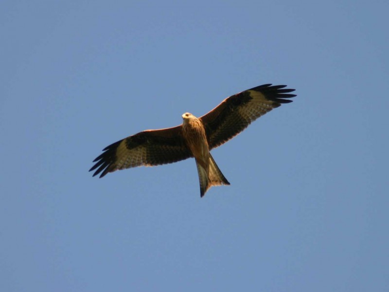 Red Kite