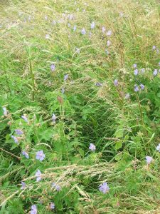 Wild geraniums