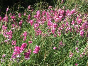 Wild sweet peas