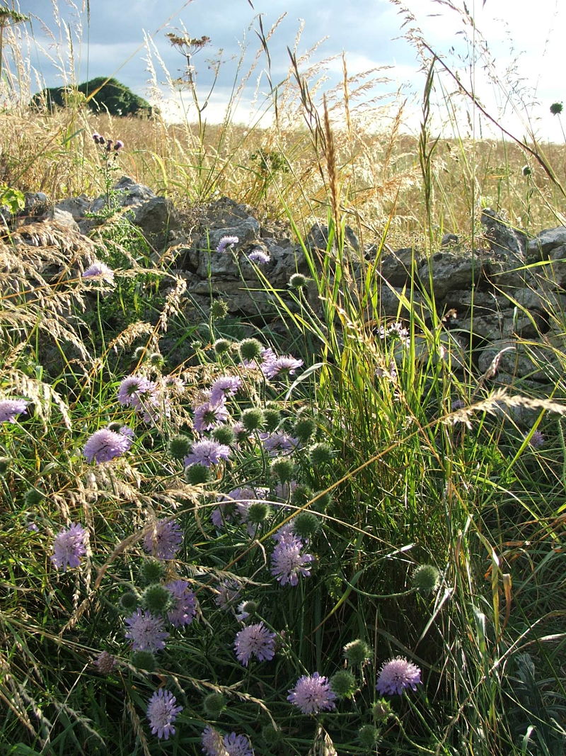 Scaboius loved by butterflies