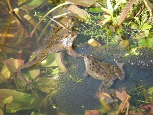 Frogspawn in the Cotswolds