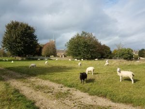 Autumn sheep